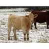 Image 9 : Terry Sliworsky - 710# November Delivery Steer Calves - 178 Head (Meadow Portage, MB)