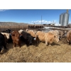 Image 2 : Lowe Ranches - 614# March Delivery Steers - 25 Head (Nanton, AB)