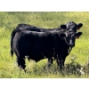 Image 4 : Rafter 17 Ranching  - 830# October Delivery Steer Calves - 150 Head (Eckville, AB) VBP+