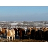 Image 3 : Pleasant View Farms - 710# December Weaned Heifers - 110 Head (Irma, AB)
