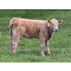 Image 4 : Eagle Creek Ranching Ltd. - 600# October Delivery Heifer Calves - 60 Head (Sundre, AB)