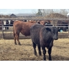 Image 6 : Midpoint Farms - 1000# May Delivery Steers - 62 Head (Drayton Valley, AB)