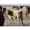 Image 3 : Kelndorfer Farms - 675# November Heifer Calves - 50 Head (Killam, AB)