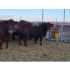 Image 4 : Graham Alexander - 5 Red Young Cows (Pen 407 - 409)