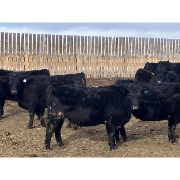 Hawk Ranching - 970# March Delivery Steers - 65 Head (Nanton, AB)