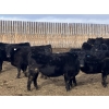 Image 1 : Hawk Ranching - 970# March Delivery Steers - 65 Head (Nanton, AB)