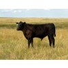 Image 2 : Circus Coulee Cattle (Robert & Jordy Hoff) - 530# November Steer Calves - 95 Head (Dorothy, AB)