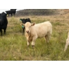 Image 9 : Circus Coulee Cattle (Robert & Jordy Hoff) - 565# November Steer Calves - 95 Head (Dorothy, AB)