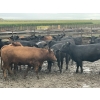 Image 6 : Westview Feeders - 850# September Delivery Heifers - 150 Head (Monarch, AB)