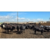 Image 12 : Cattlewood Farms Ltd. - 670# July Delivery Heifers - 90 Head (Fincastle, AB)