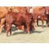 Image 11 : Thackeray Land & Cattle Inc. - 680# November Delivery Steer Calves - 90 Head (Goodwater, SK)