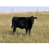 Image 3 : Rocky Miller - 470# October Delivery Heifer Calves - 90 Head (Chinook, AB)