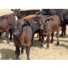 Image 3 : Spring View Ranch Ltd. - 530# October Heifer Calves - 50 Head (Beaubier, SK)