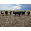 Image 4 : Bryan Ranch Ltd. - 750# June/July Delivery Grass Heifers - 117 Head (Maple Creek, SK)