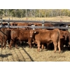Image 4 : Grote Ranch - 520# Sept/Oct Delivery Steer Calves - 80 Head (Crestomere, AB)