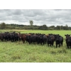 Image 2 : Kelly Harder - 810# Aug/Sept Delivery Grass Heifers - 77 Head (Steinbach, MB)