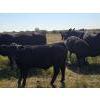 Image 8 : AJS Ranch - 600# October Delivery Steer Calves - 35 Head (Botha, AB)