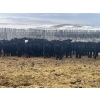 Image 1 : SaskAlta Farms - 800# March Delivery Steers - 140 Head (Alsask, SK)