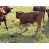 Image 8 : Munro Ranchin 569# October Delivery Steer Calves - 80 Head (Cochrane, AB)