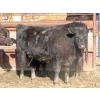 Image 4 : G2 Cattle Co. - 13 Angus X Replacement Heifers (Macoun, SK)