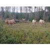 Image 13 : Ootsa Lake Cattle Co. - 1025# September Delivery Grass Steers - 55 Head (Ootsa Lake, BC)