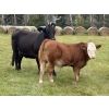 Image 6 : Taylor Family Farms - 740# October Delivery Steer Calves - 80 Head (Leslieville, AB)