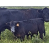 Image 3 : Malarky Farms - 35 Black/Black X Cow/Calf Pairs (Newdale, MB)