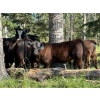 Image 7 : Bar 27 Stock Farm - 625# October Delivery Heifer Calves - 65 Head (Spruce View, AB) VBP+