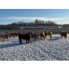 Image 5 : Box Anchor Farms - 930# March Delivery Weaned Heifers - 190 Head (Dewberry, AB)