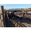 Image 3 : Justin Unrau - 1025# September Delivery Heifers - 176 Head (MacGregor, MB)