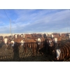 Image 9 : Anchor C Livestock - 710# April/May Delivery Heifers - 85 Head (Stirling, AB)