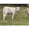 Image 8 : Matt & Shauna Elines - 675# Oct/Nov Delivery Steer Calves - 92 Head (Big Valley, AB)