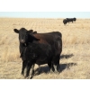 Image 5 : Rowbotham Ranching - 450# November Delivery Steer Calves - 100 Head (Wardlow, AB)