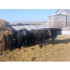 Image 2 : Darren MacMillan - 670# March Delivery Steers - 150 Head (Marquette, MB)