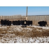 Image 4 : T Bar Cattle Co. Ltd. - 850# February Weaned Steers - 72 Head (Medicine Hat, AB)