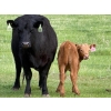 Image 4 : Oxbow Farms - 540# November Delivery Heifer Calves - 190 Head (Melita, MB)