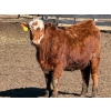 Image 5 : Scott & Gail Sapergia - 10 RBF Simm X November Delivery Bred Heifers (Hays, AB)