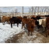 Image 3 : Quarter Circle X Ranch - 712# March Delivery Heifers - 82 Head (Madden, AB) VBP+