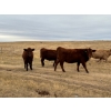Image 4 : 1911 Farms (Meah & Chad Olsen) - 6 Red Heifers (Pen 721)