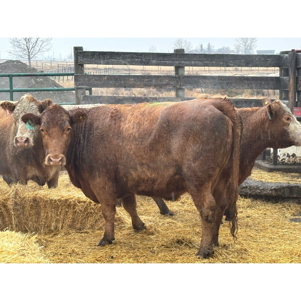 Donnelly Estate Dispersal - 7 Cows (Pen 530)