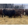 Image 5 : FM Livestock Company  - 740# January Weaned Steers - 78 Head (Bentley, AB)