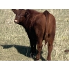 Image 10 : DL Half Diamond Ranch - 680# Steer Calves - 90 Head (Fort Macleod, AB)