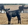 Image 5 : Schunicht Farms - 680# Dec/Jan Delivery Weaned Heifers - 85 Head (Strathmore, AB)