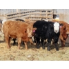 Image 4 : Willowside Ranch - 625# March Delivery Heifers - 88 Head (Vibank, SK)