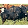 Image 10 : 98 Ranch - 35 October Delivery Angus X Pairs (Lake Elma, SK) VBP+