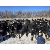 Image 3 : GDS Enterprises Ltd. - 860# February Delivery Steers - 128 Head (Burstall, SK)