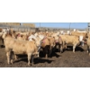 Image 10 : Amber Mountain Farms - 650# May Delivery Heifers - 57 Head (Vauxhall, AB)