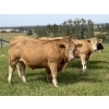 Image 4 : Tristan Jones - 1100# September Delivery Grass Steers - 30 Head (Ponoka, AB)