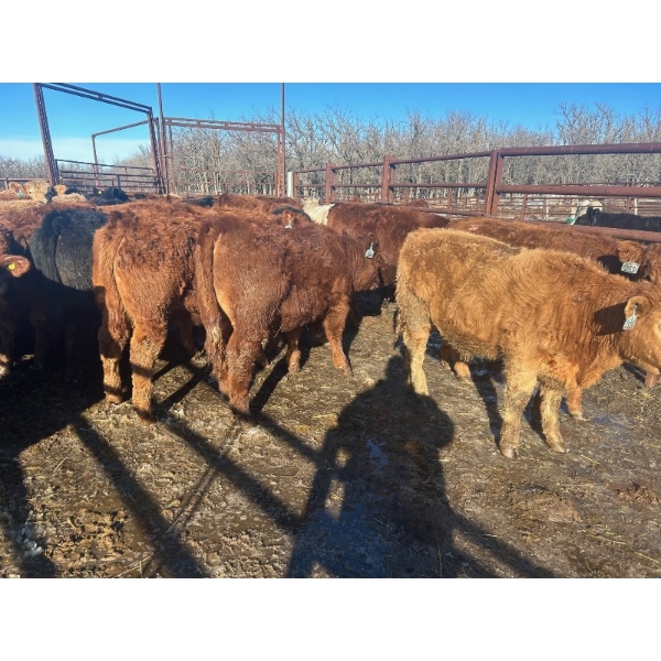 Turtleview Livestock - 750# February Delivery Steers - 81 Head (Goodlands, MB) VBP+