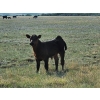 Image 7 : CK Cattle Co. (Scott & Laura Culligan) - 490# October Delivery Steer Calves - 120 Head (Eyre, SK)